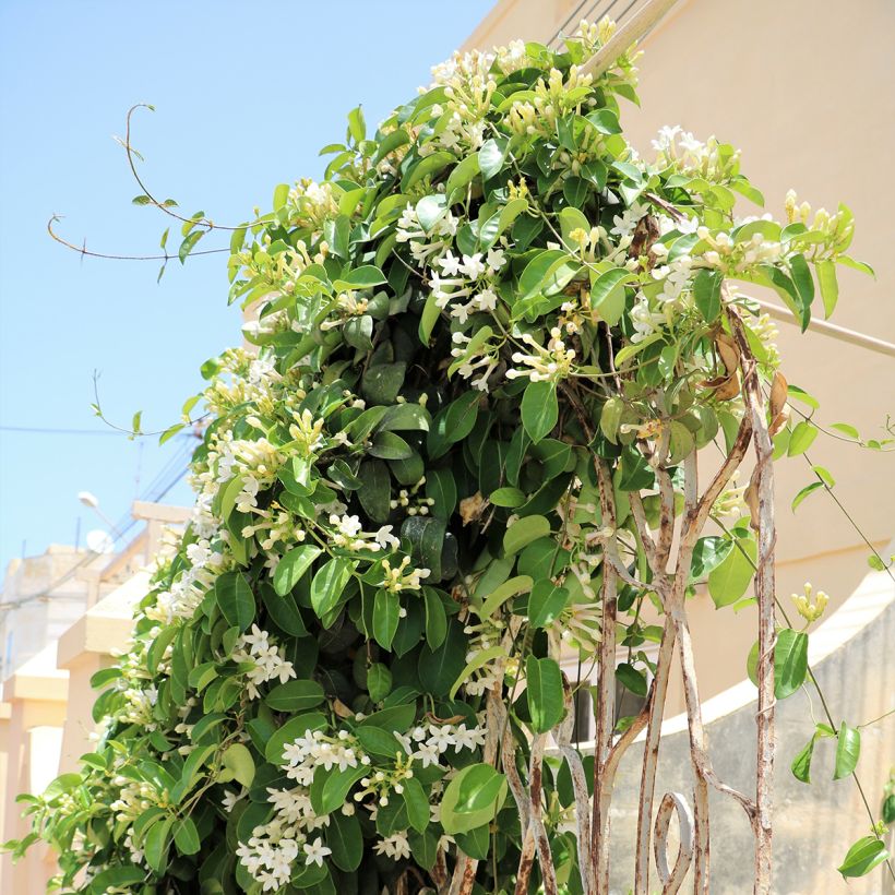 Stephanotis jasminoides - Madagaskar-Kranzschlinge (Plant habit)