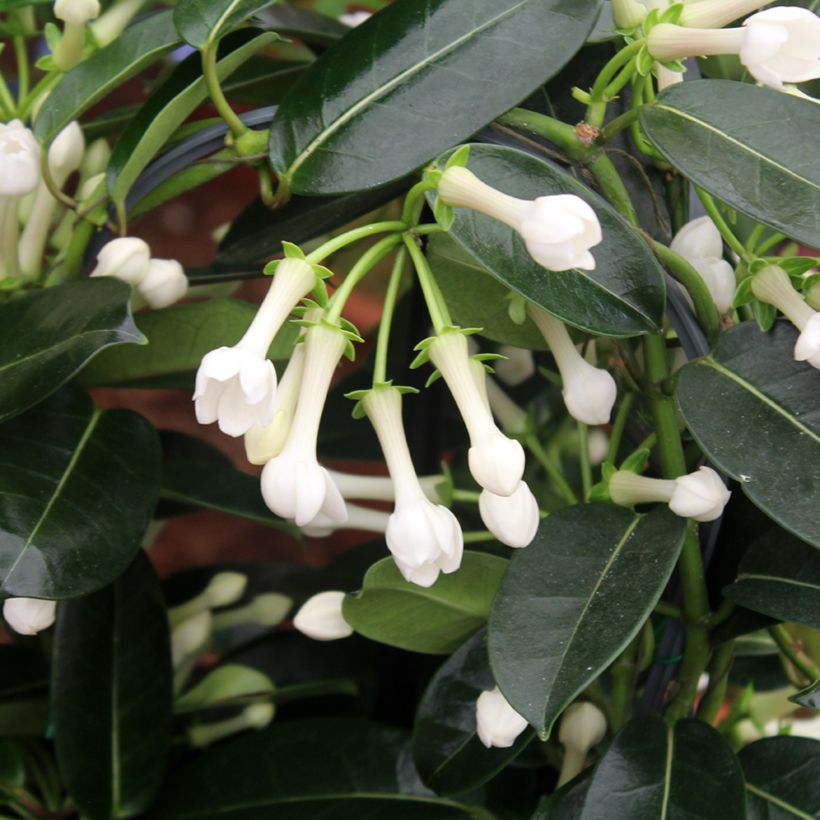 Stephanotis jasminoides - Madagaskar-Kranzschlinge (Foliage)