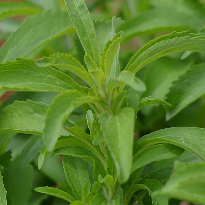Süßkraut - Stevia rebaudiana (Foliage)