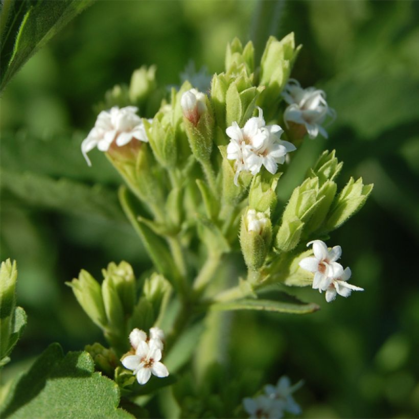 Süßkraut - Stevia rebaudiana (Flowering)