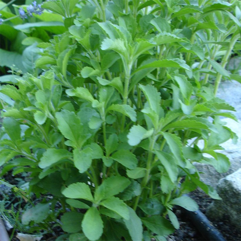 Süßkraut - Stevia rebaudiana (Plant habit)