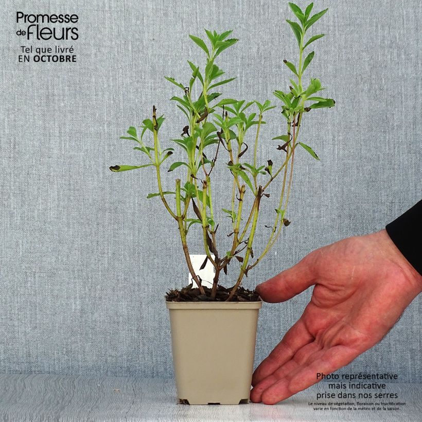 Example of Süßkraut - Stevia rebaudiana Kleine Töpfe von 8/9 cm as you get in automne