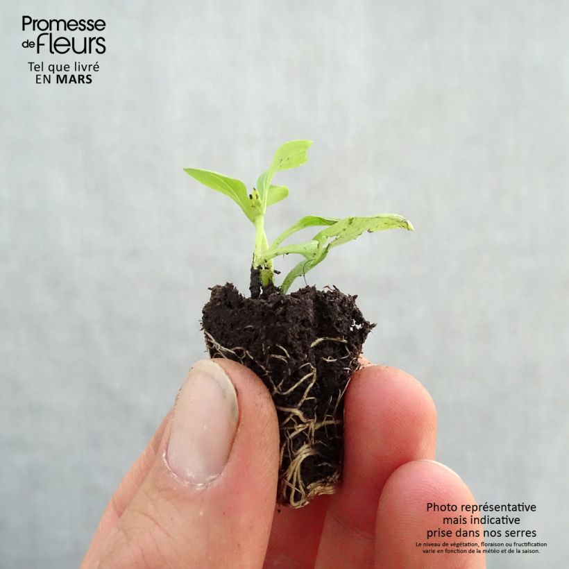 Example of Süßkraut Sweet Honey - Stevia rebaudiana Mini-Plug Ø 3/4 cm as you get in printemps