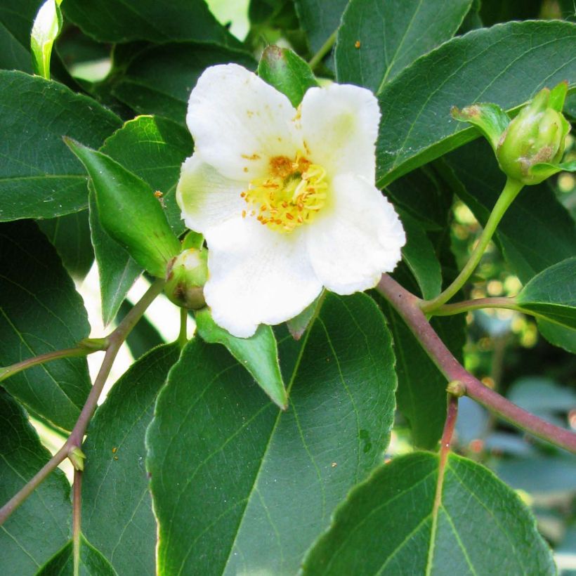 Stewartia monadelpha - Stewartie (Flowering)