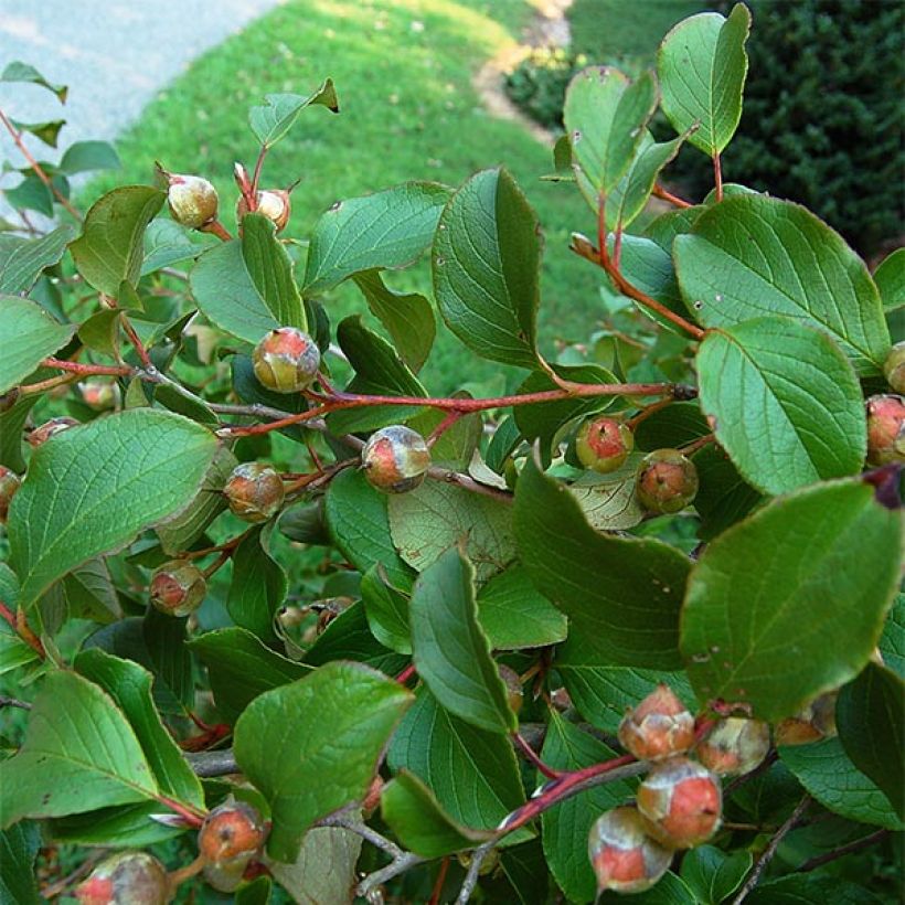 Stewartia pseudocamellia - Kamelienartige Stewartie (Foliage)