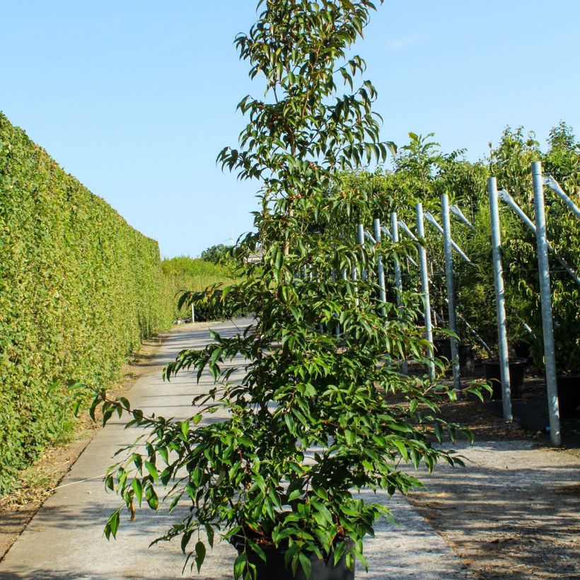 Example of Stewartia pseudocamellia - Kamelienartige Stewartie Topf mit 70L/75L as you get in printemps