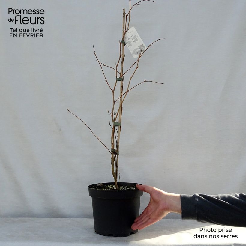 Exemplar von Stewartia pseudocamellia - Kamelienartige Stewartie Topf mit 3L/4L wie im Winter geliefert