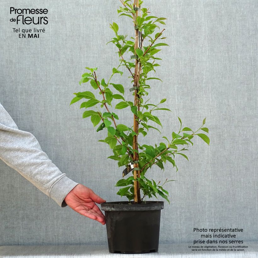 Exemplar von Stewartia pseudocamellia - Kamelienartige Stewartie Topf mit 3L/4L wie im Frühjahr geliefert