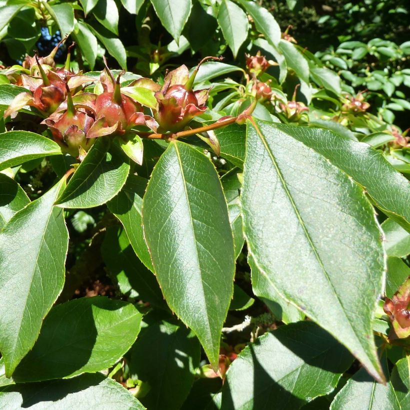 Stewartia rostrata - Schnabel-Stewartie (Foliage)
