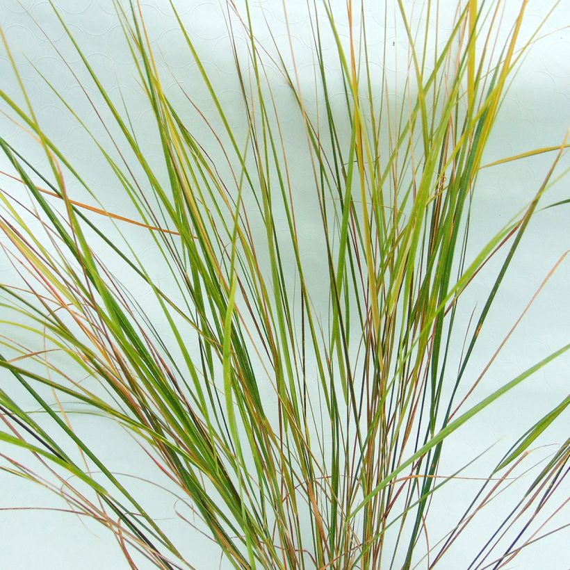 Stipa arundinacea - Federgras (Foliage)