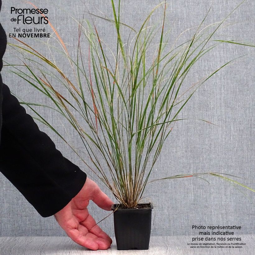 Example of Stipa arundinacea - Federgras Kleine Töpfe von 8/9 cm as you get in automne