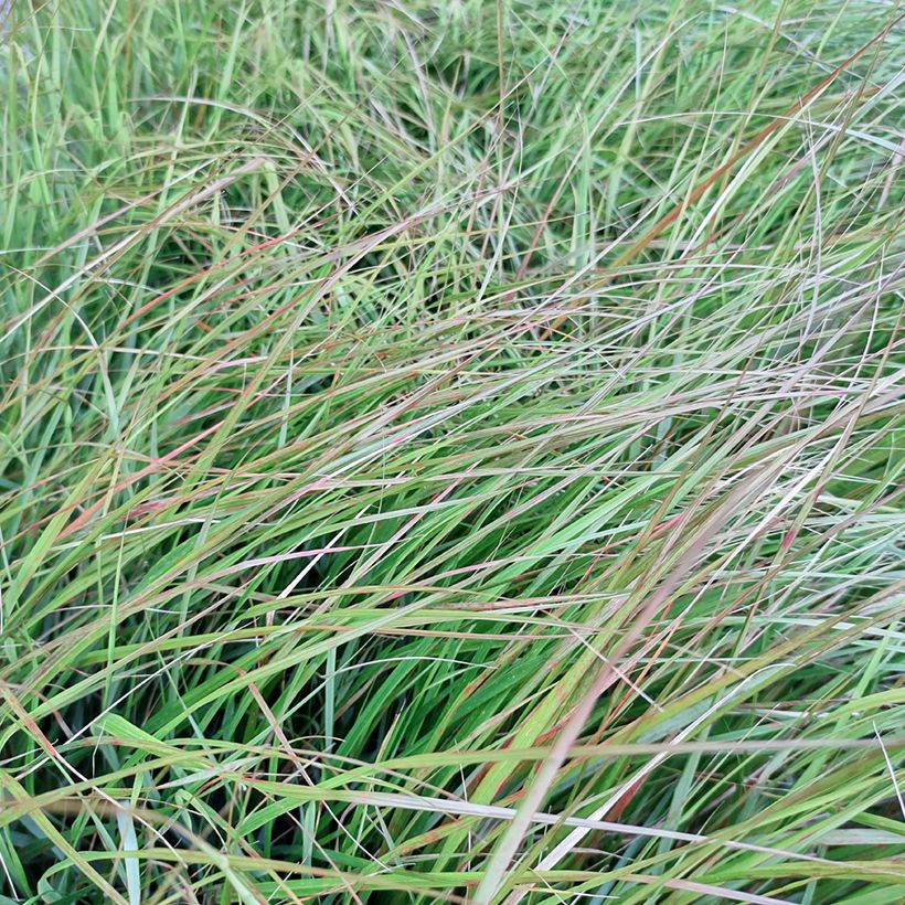 Stipa arundinacea Sirocco - Federgras (Foliage)