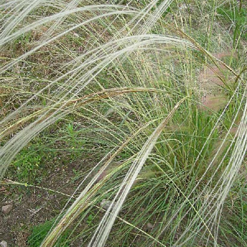 Stipa barbata - Federgras (Flowering)