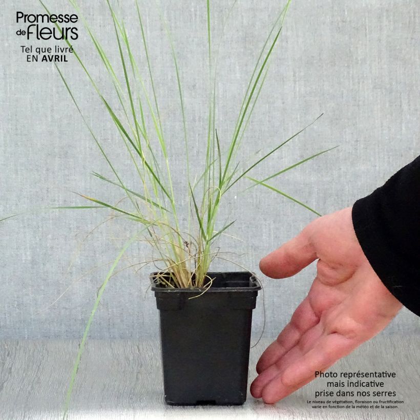 Exemplar von Stipa barbata - Federgras Kleine Töpfe von 7/8 cm wie im Frühjahr geliefert