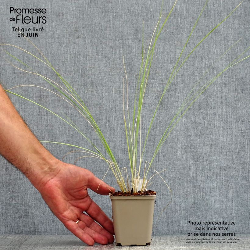 Example of Stipa barbata - Federgras Kleine Töpfe von 7/8 cm as you get in ete
