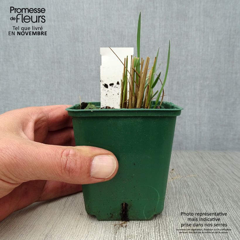 Example of Stipa calamagrostis - Federgras Kleine Töpfe von 8/9 cm as you get in automne
