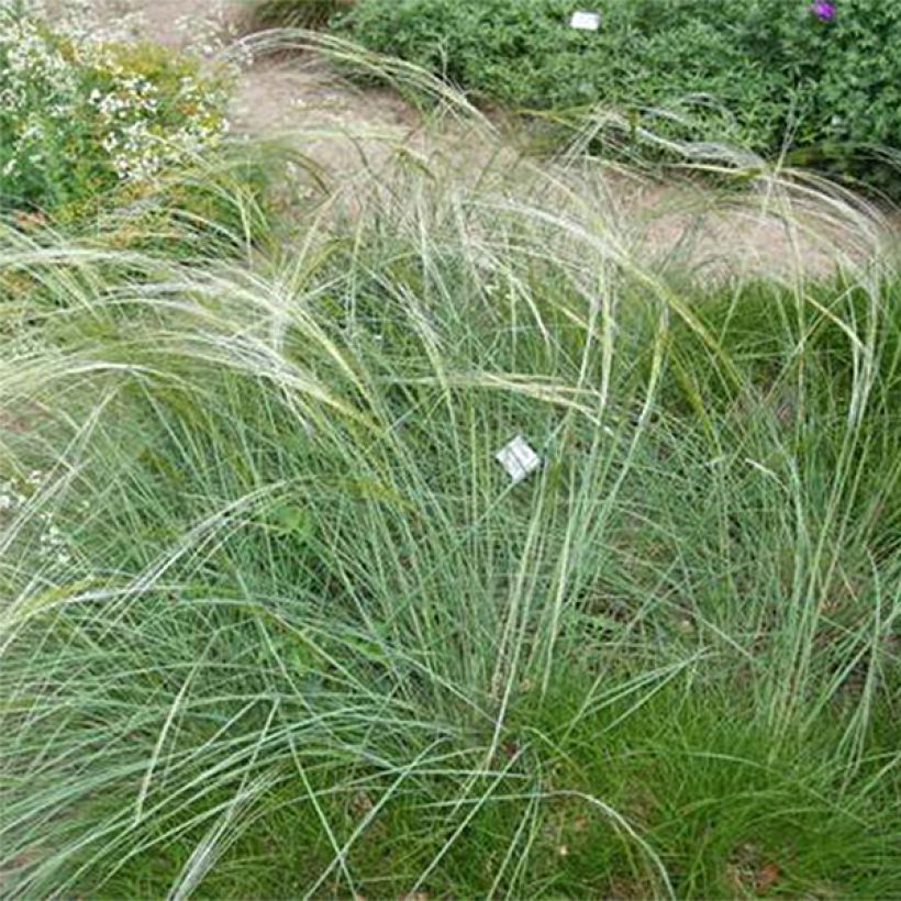 Stipa capillata - Federgras (Plant habit)