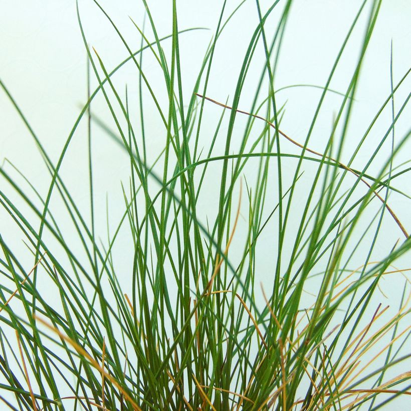 Stipa capillata - Federgras (Foliage)