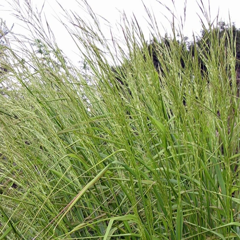 Stipa extremiorientalis - Federgras (Foliage)