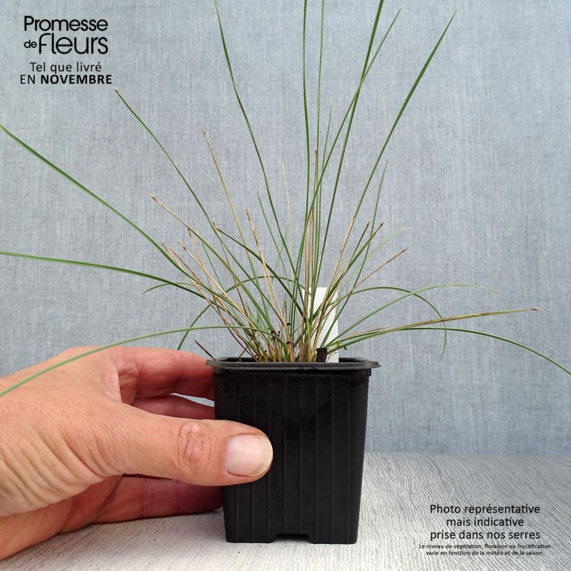 Example of Stipa gigantea - Riesen Federgras Kleine Töpfe von 8/9 cm as you get in automne