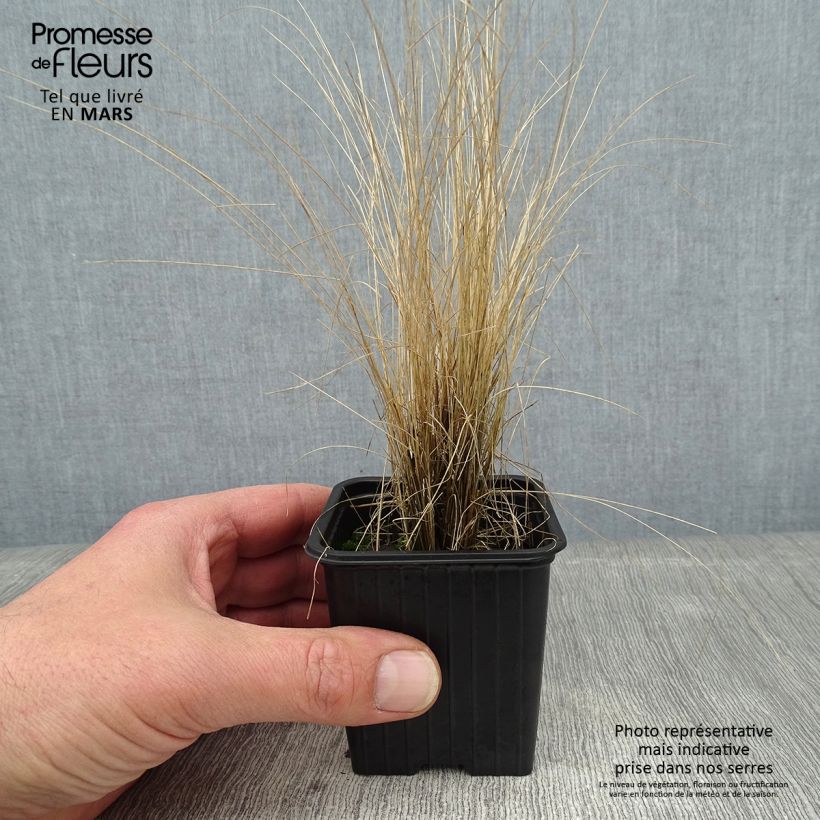 Exemplar von Stipa ichu - Federgras Kleine Töpfe von 7/8 cm wie im Winter geliefert
