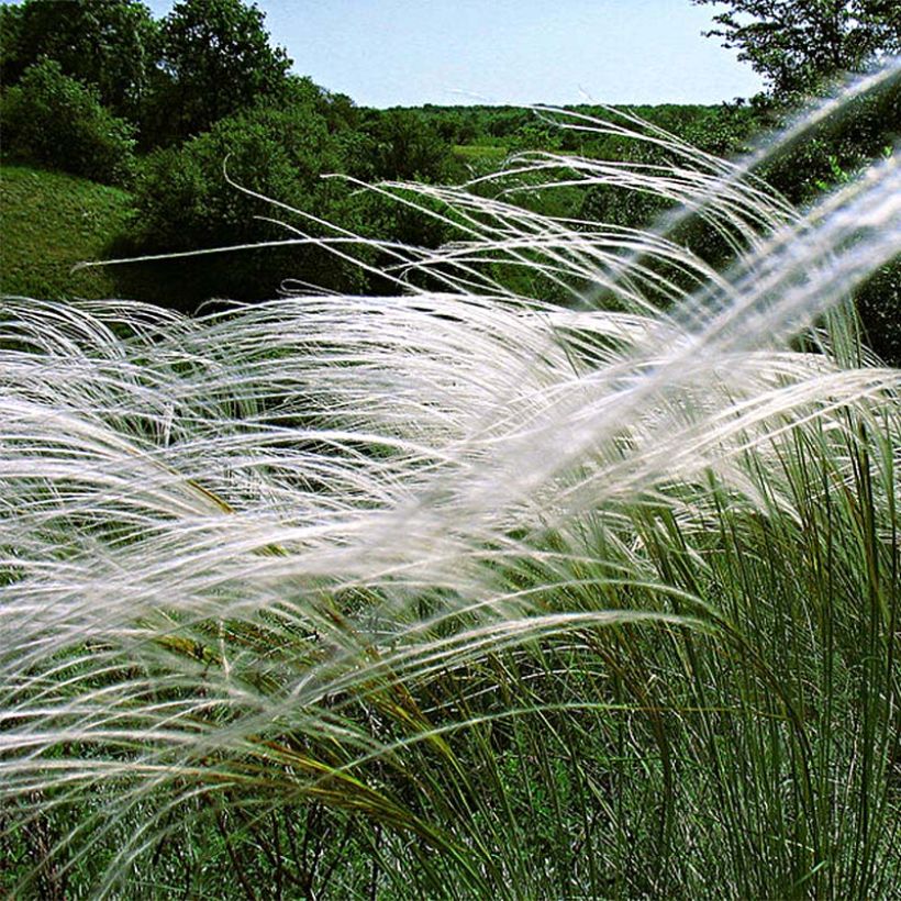 Stipa pulcherrima - Federgras (Flowering)