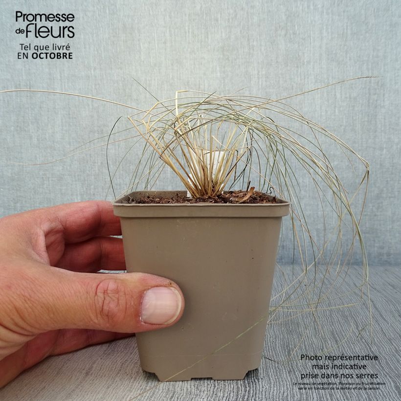 Example of Stipa pulcherrima - Federgras Kleine Töpfe von 8/9 cm as you get in automne