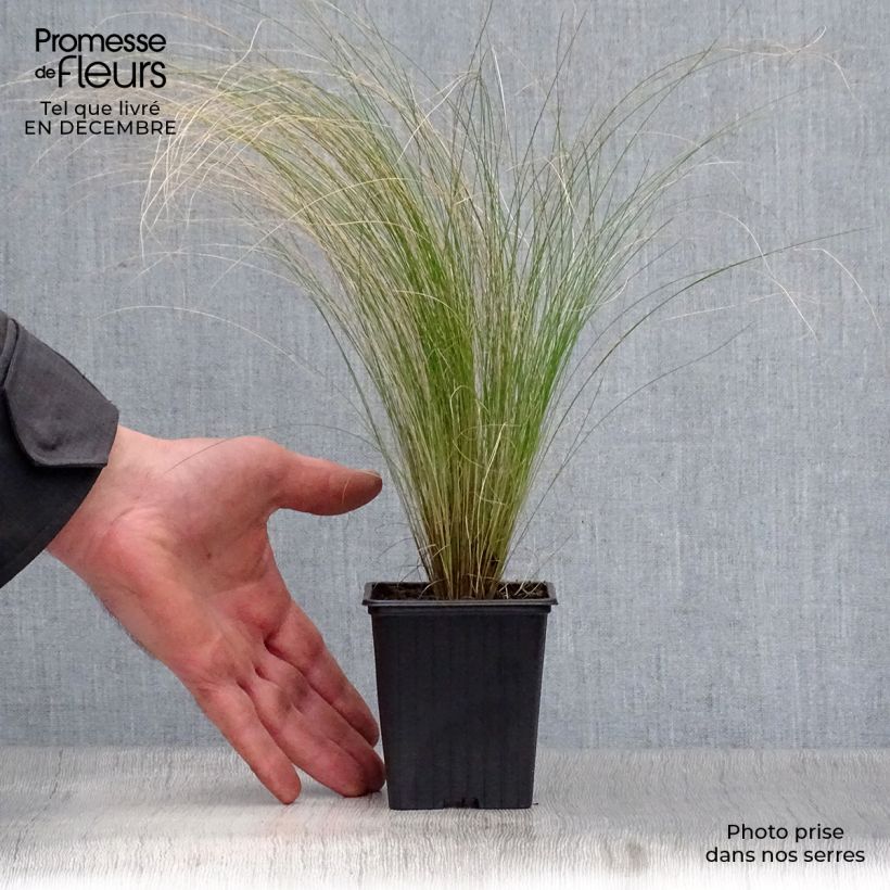 Exemplar von Stipa tenuifolia - Dünnblättriges Federgras Kleine Töpfe von 7/8 cm wie im Winter geliefert