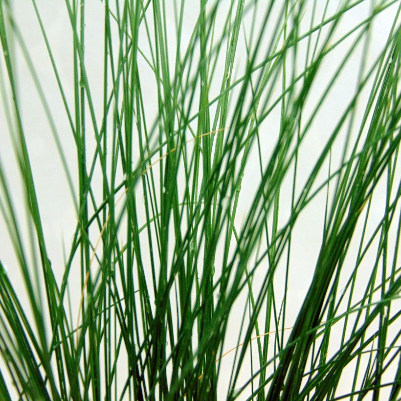 Stipa tenuifolia - Dünnblättriges Federgras (Foliage)