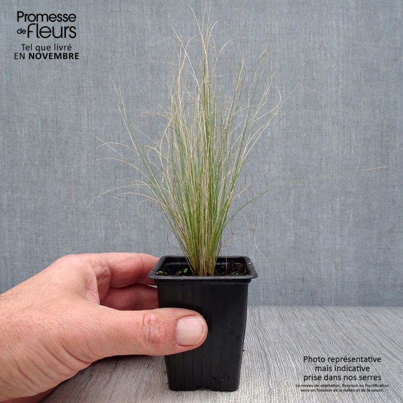 Example of Stipa tenuifolia - Dünnblättriges Federgras Kleine Töpfe von 7/8 cm as you get in automne