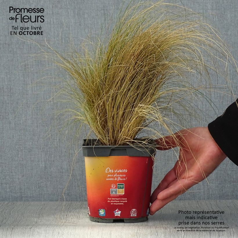 Example of Stipa tenuifolia - Dünnblättriges Federgras Topf mit 2L/3L as you get in automne