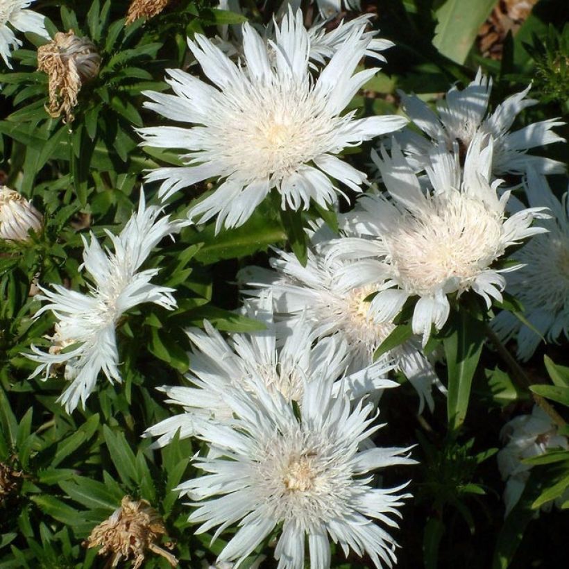 Stokesia laevis Alba - Kornblumenaster (Flowering)