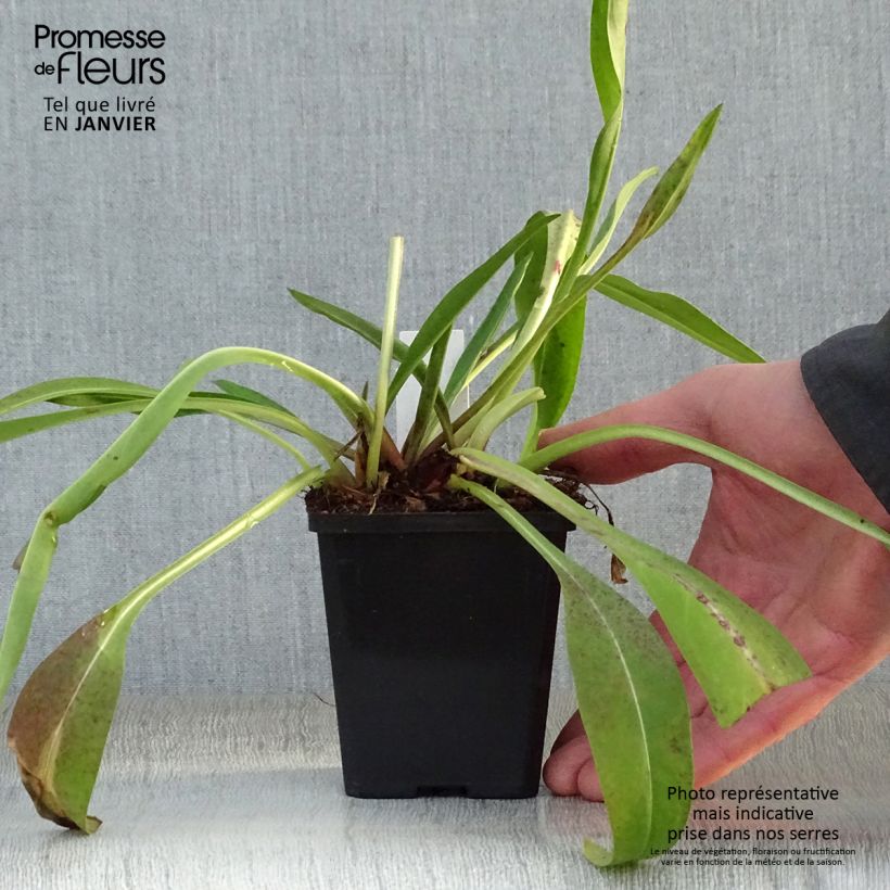 Exemplar von Stokesia laevis Alba - Kornblumenaster Kleine Töpfe von 8/9 cm wie im Winter geliefert