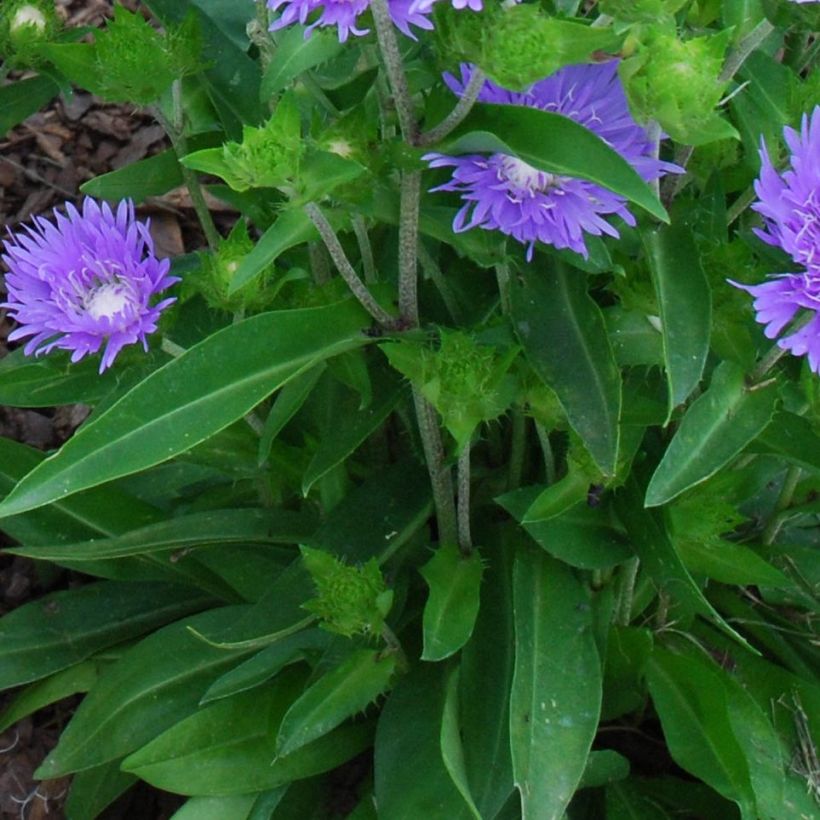 Stokesia laevis Blue Star - Kornblumenaster (Foliage)