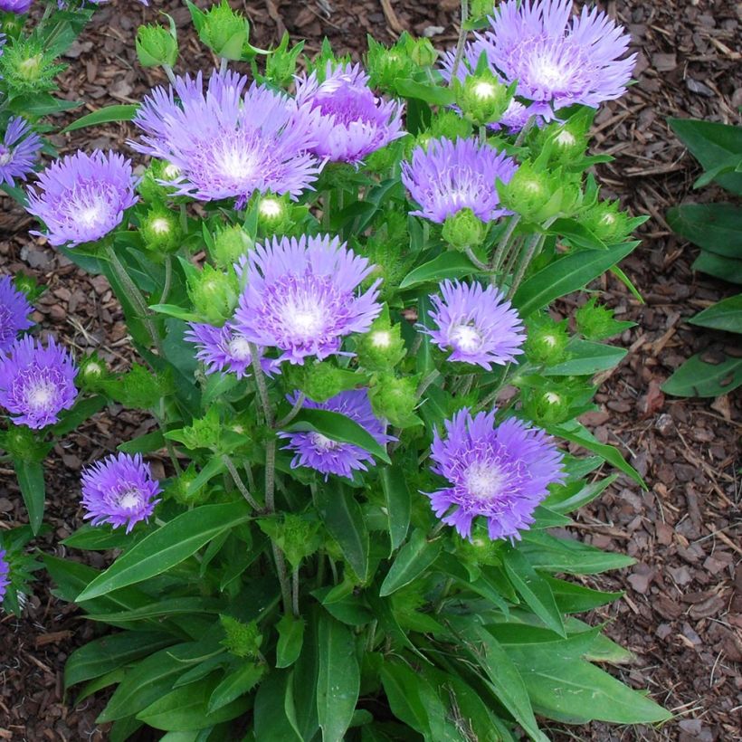 Stokesia laevis Blue Star - Kornblumenaster (Plant habit)