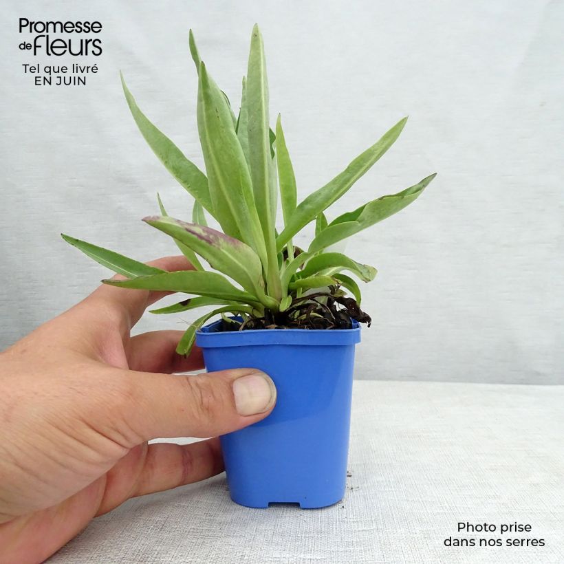 Exemplar von Stokesia laevis Blue Star - Kornblumenaster Kleine Töpfe von 8/9 cm wie im Sommer geliefert