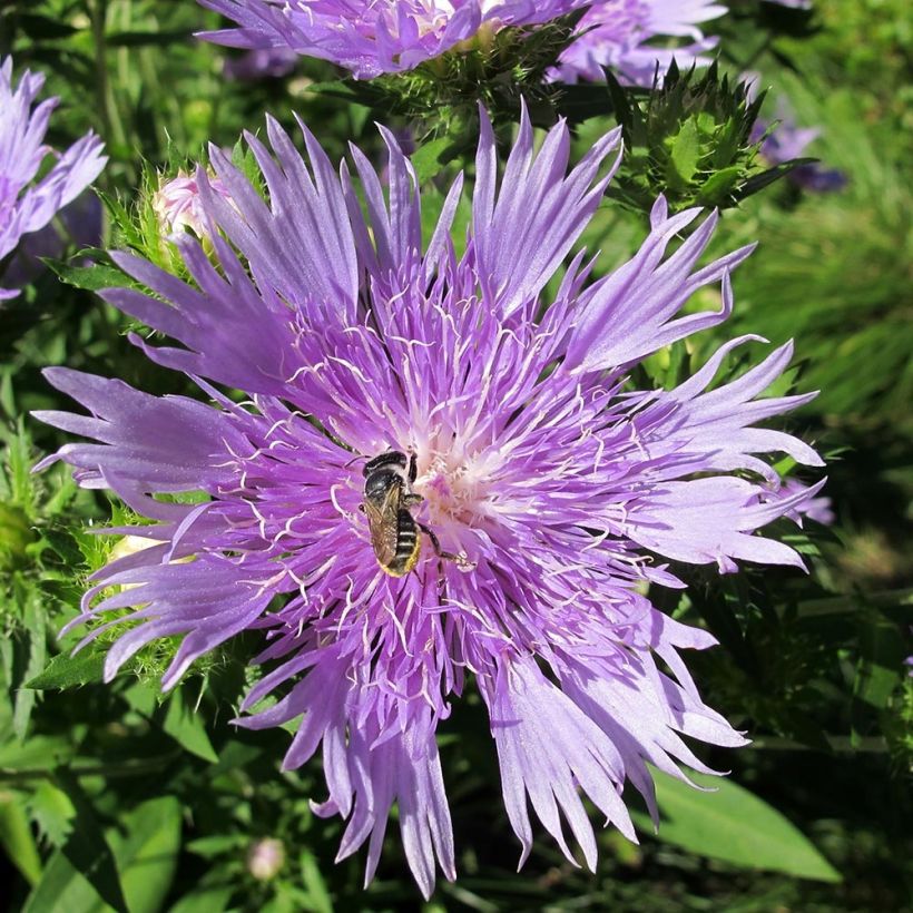 Stokesia laevis Elf - Kornblumenaster (Flowering)