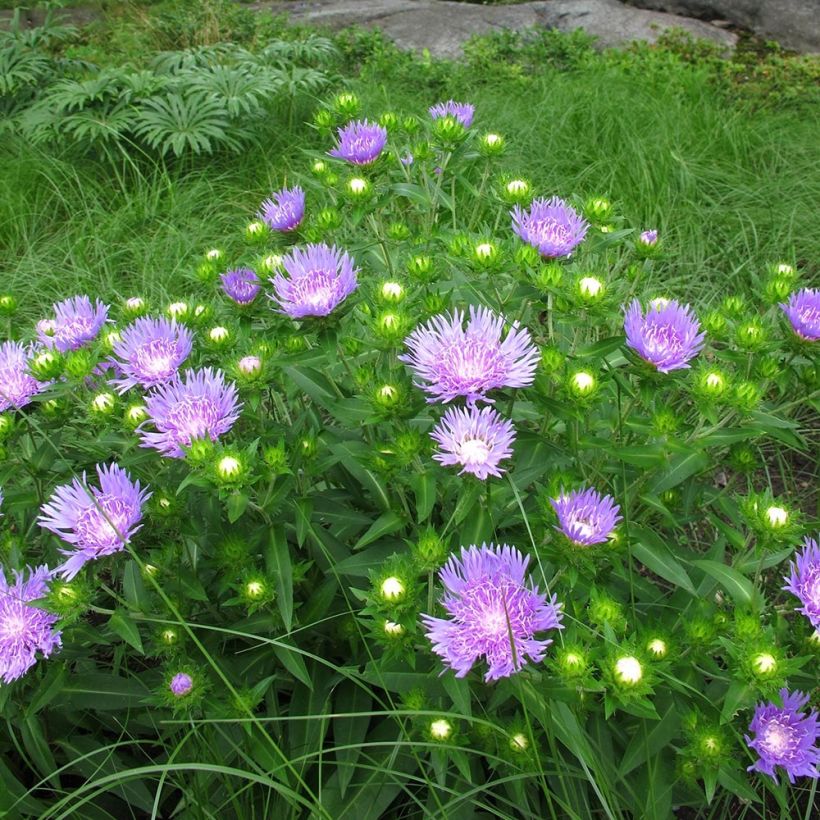 Stokesia laevis Elf - Kornblumenaster (Plant habit)