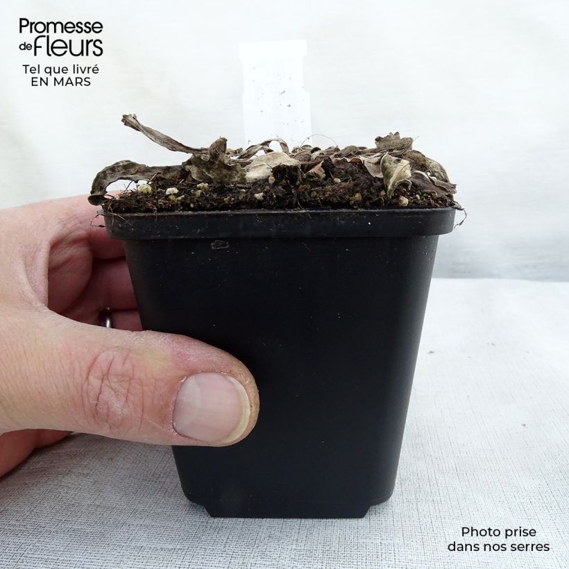 Exemplar von Stokesia laevis Elf - Kornblumenaster Kleine Töpfe von 8/9 cm wie im Frühjahr geliefert