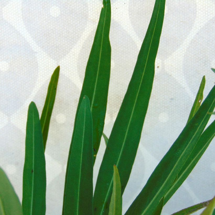 Stokesia laevis Mary Gregory - Kornblumenaster (Foliage)