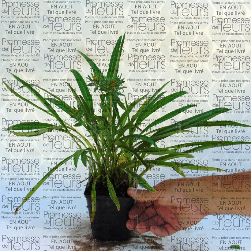 Example of Stokesia laevis Mary Gregory - Kornblumenaster Kleine Töpfe von 8/9 cm as you get