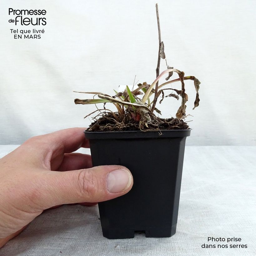 Exemplar von Stokesia laevis Purple Parasols - Kornblumenaster Kleine Töpfe von 8/9 cm wie im Winter geliefert