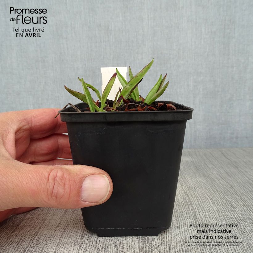 Exemplar von Stokesia laevis Purple Parasols - Kornblumenaster Kleine Töpfe von 8/9 cm wie im Frühjahr geliefert