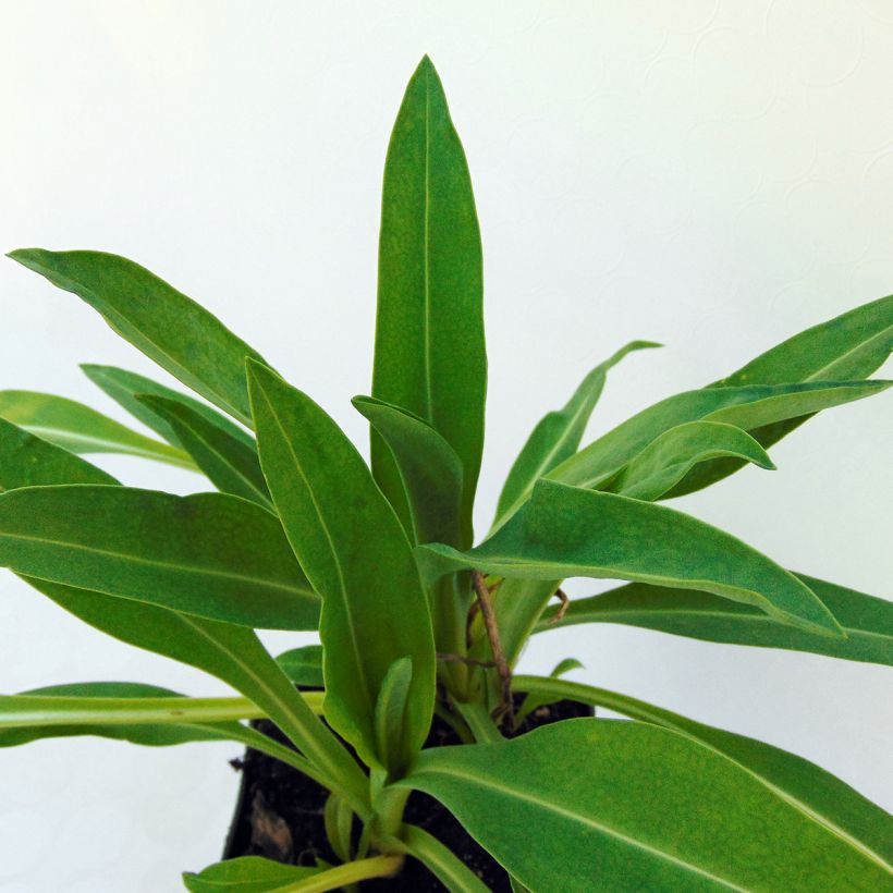 Stokesia laevis Traumerei - Kornblumenaster (Foliage)