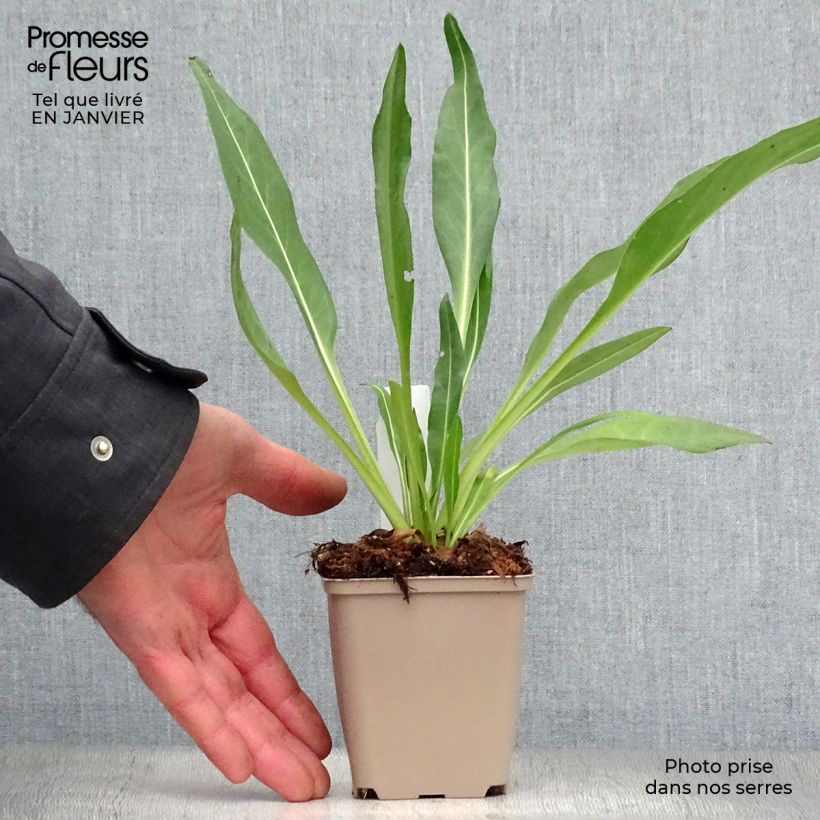 Exemplar von Stokesia laevis Traumerei - Kornblumenaster Kleine Töpfe von 8/9 cm wie im Winter geliefert