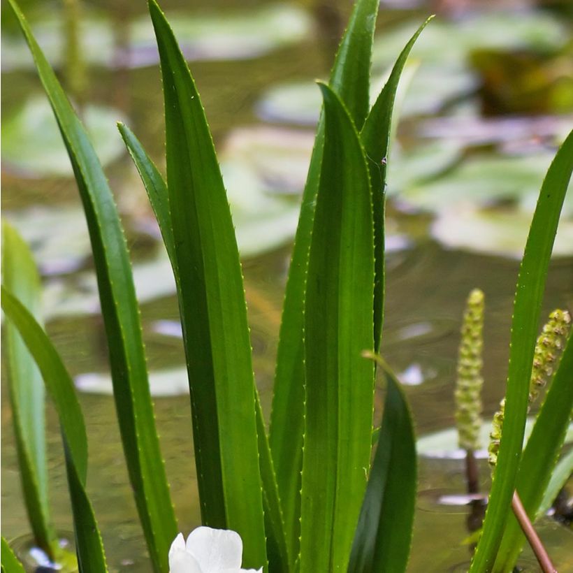 Stratiotes aloïdes - Krebsschere (Foliage)