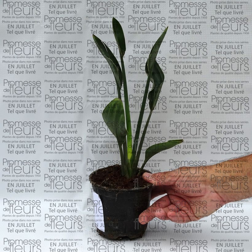 Example of Strelitzia juncea Topf 12 cm / 13 cm as you get in ete