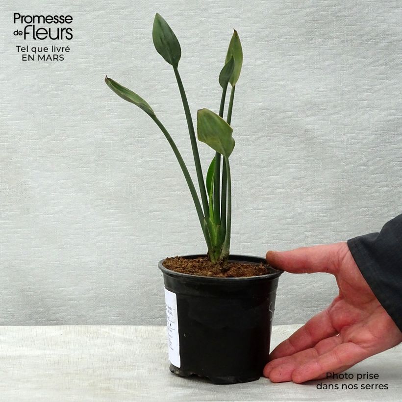 Exemplar von Strelitzia juncea Topf 12 cm / 13 cm wie im Frühjahr geliefert