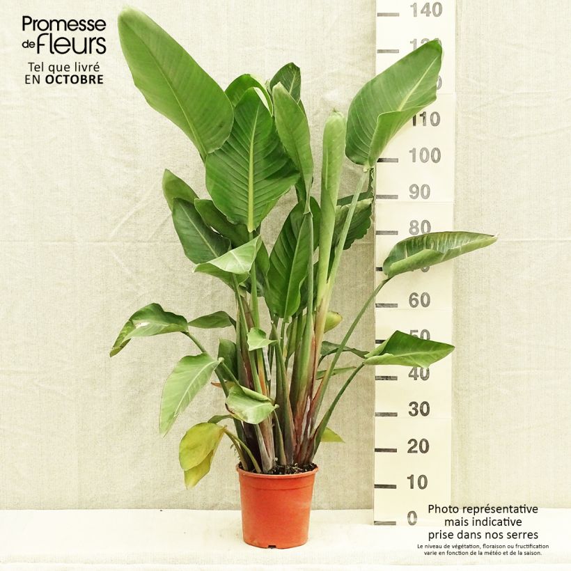 Example of Strelitzia nicolai Topf mit 2L/3L as you get in automne