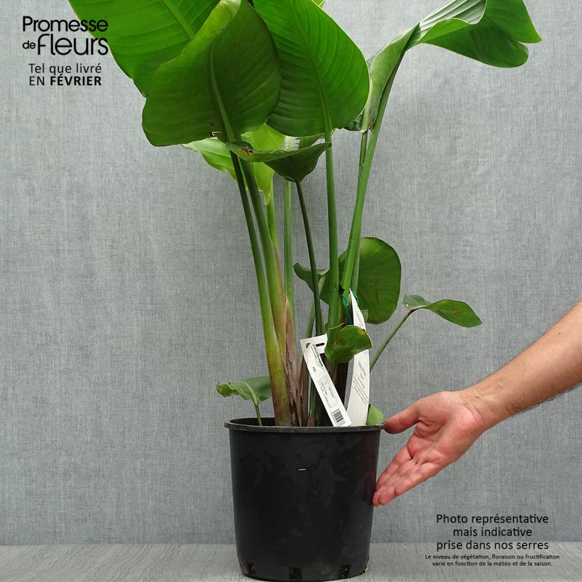 Example of Strelitzia reginae Topf mit 6L/7L as you get in automne